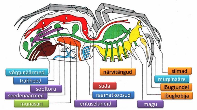 Lülijlgse siseehitus (närvisüsteem on viidatud oranžidel sedelitel)
