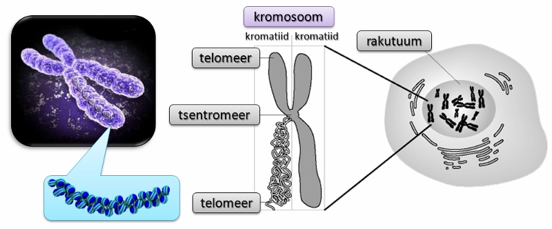 Kromosoomid rakus