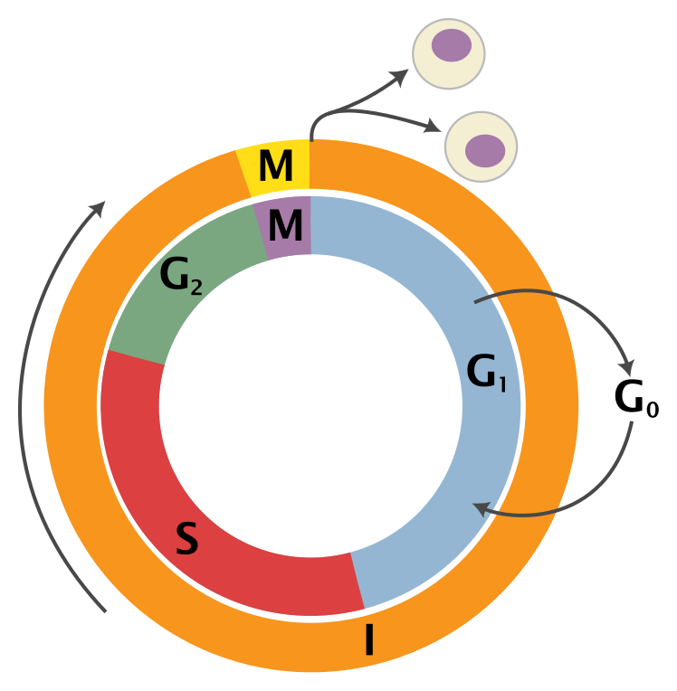 Rakutsükli skeem (I = Interfaas, M = Mitoos, G1 = G1-faas, G2 = G2-faas, S = Süntees, G0 = Puhkefaas.)