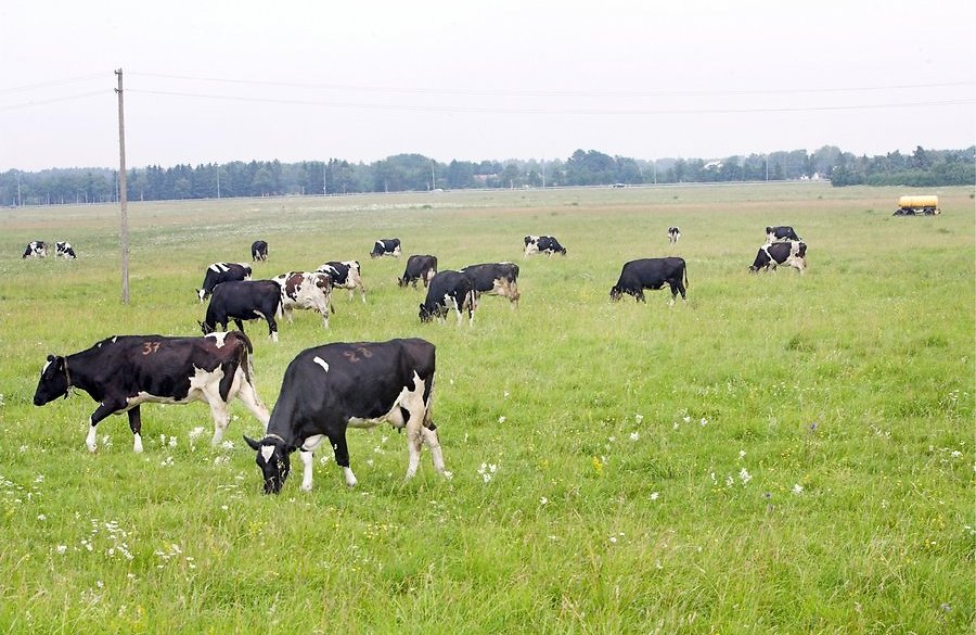 Eesti kliima soosib karjakasvatust