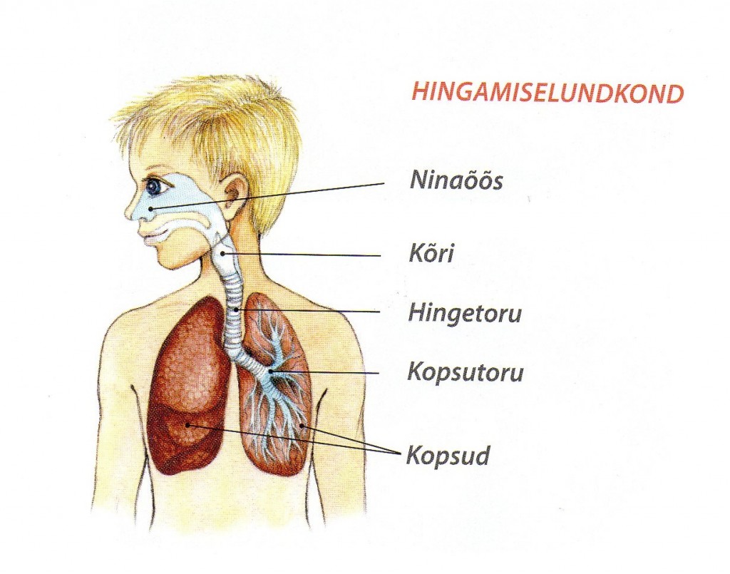 hingamiselundkond107