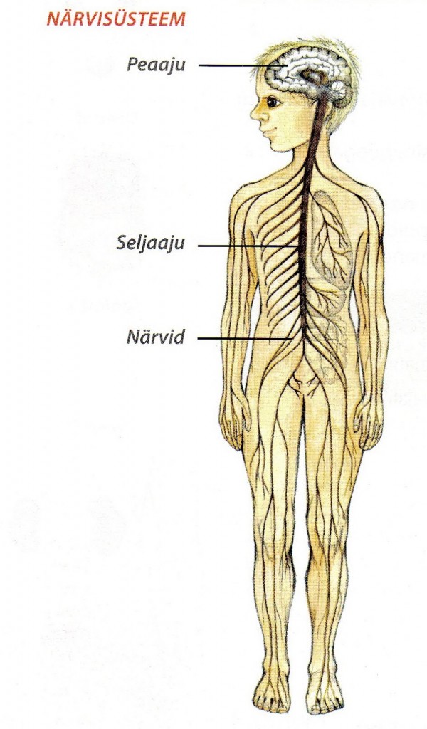 Närvisüsteem