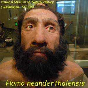 Homo-neanderthalensis
