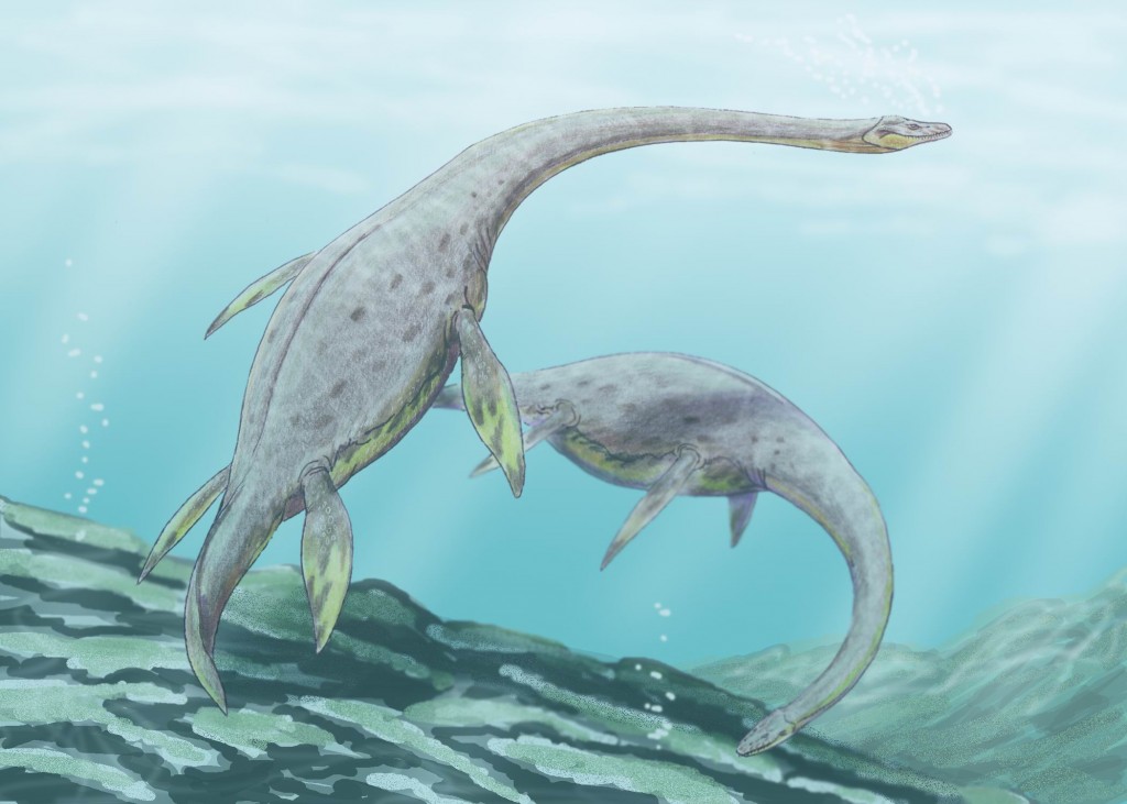 Muraenosaurus_l2