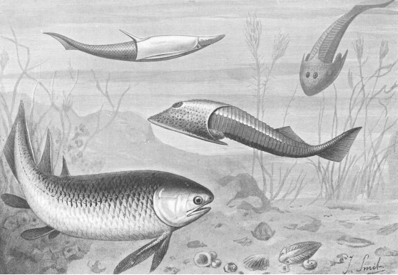 Silurianfishes_ntm_1905_smit_1929