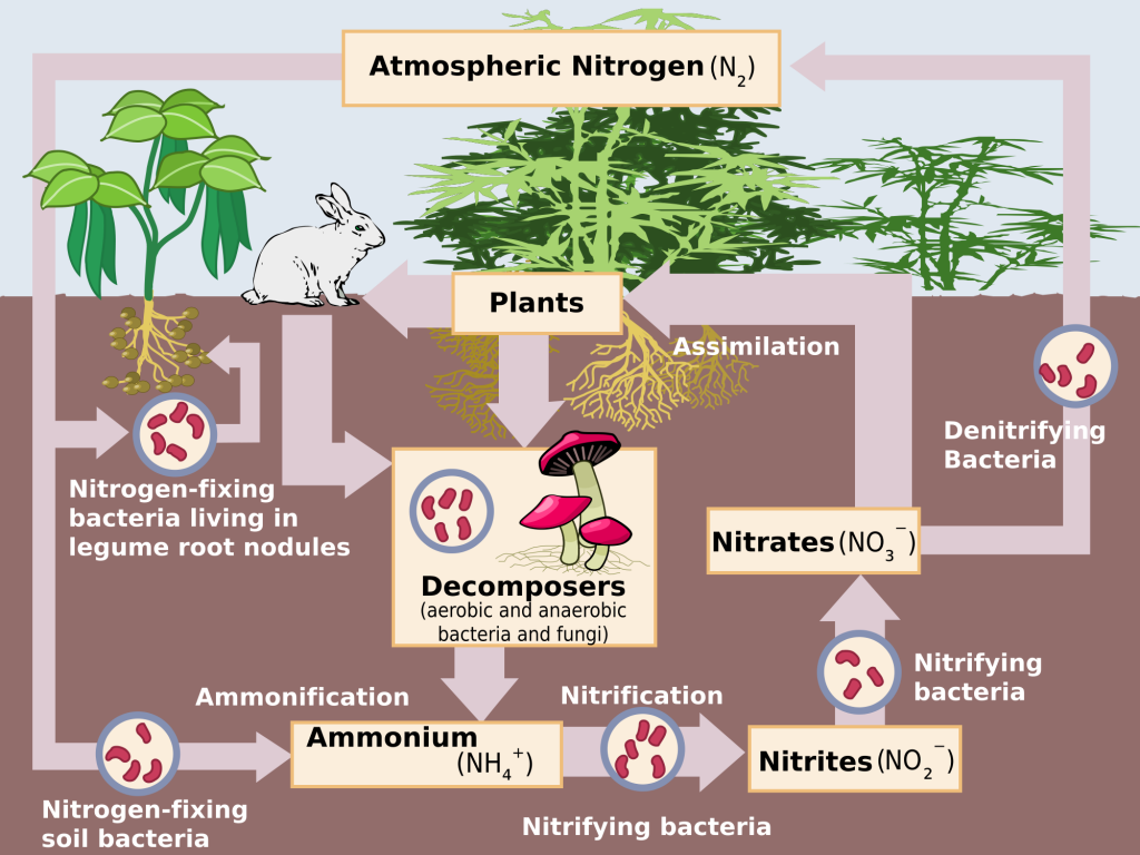 2000px-Nitrogen_Cycle.svg