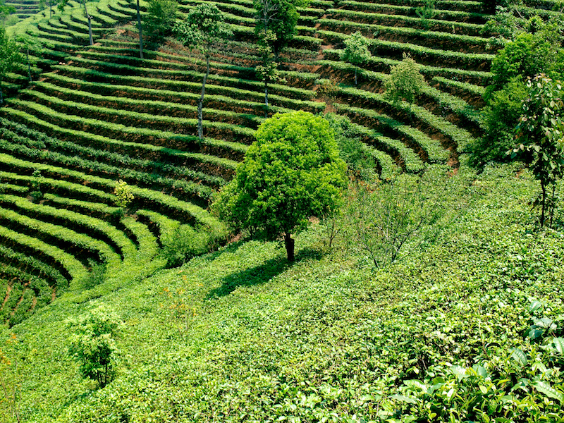 Xishuangbanna Tea Plantation