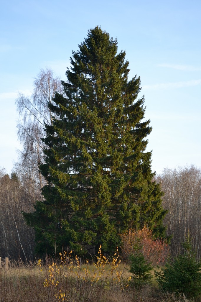 Kuusk