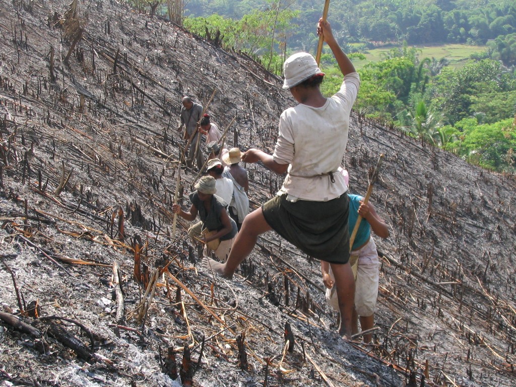 Malagasy_rice_planting_01