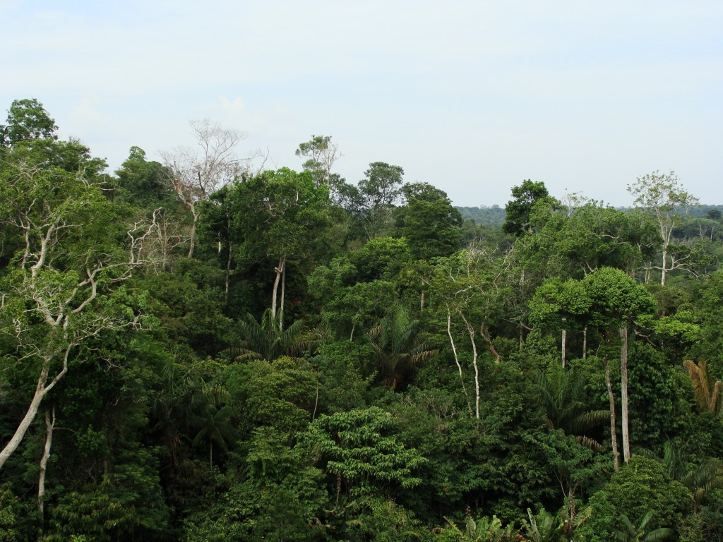 Rainforest_canopy