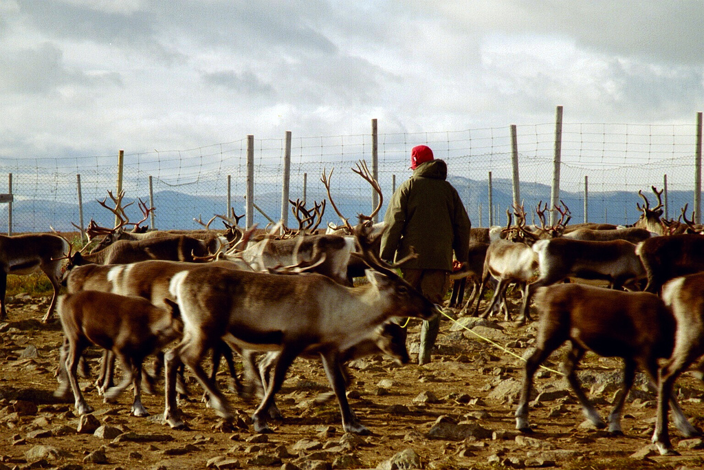 Reindeer_herding