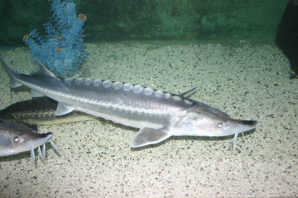 Sturgeon_in_Batumi_Aquarium_03