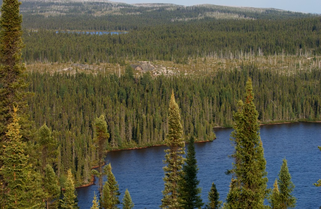 Taiga_Landscape_in_Canada