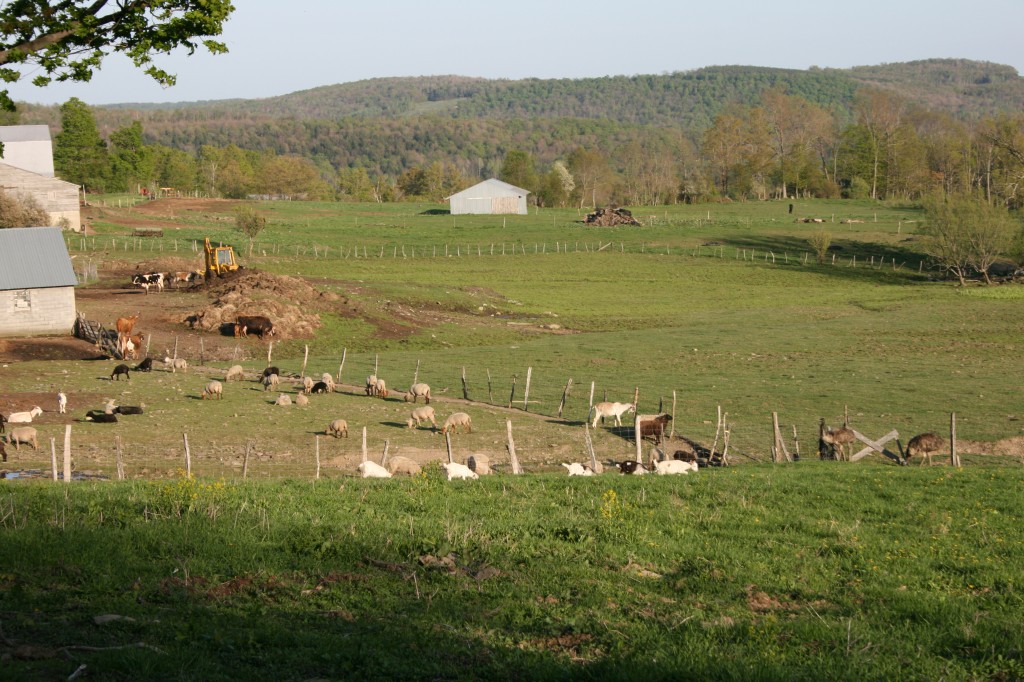 barnyard-nectar-hills-farm