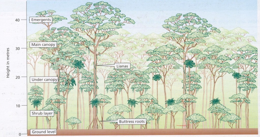 layers-in-the-tropical-rainforest