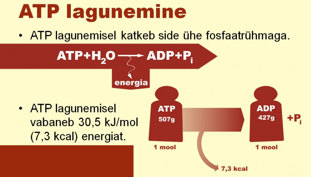 ATP lagunemine