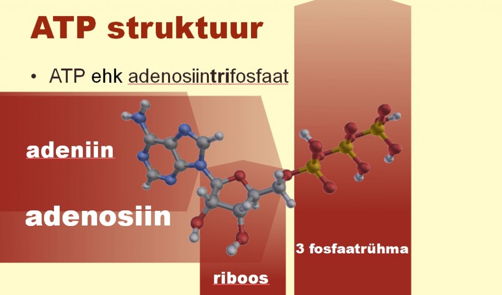 ATP struktuur