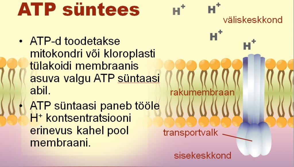 ATPSüntees