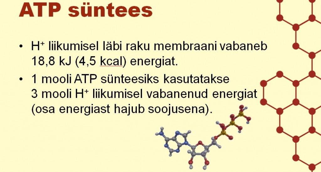ATPSüntees1