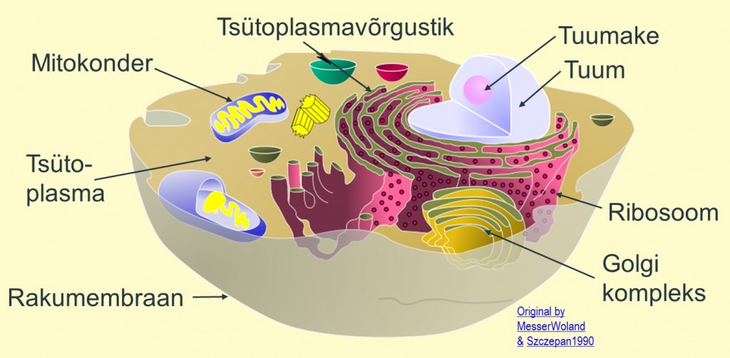 Bioloogia4