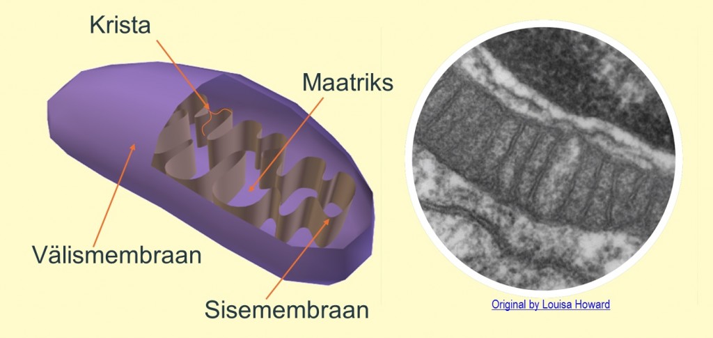 Bioloogia5