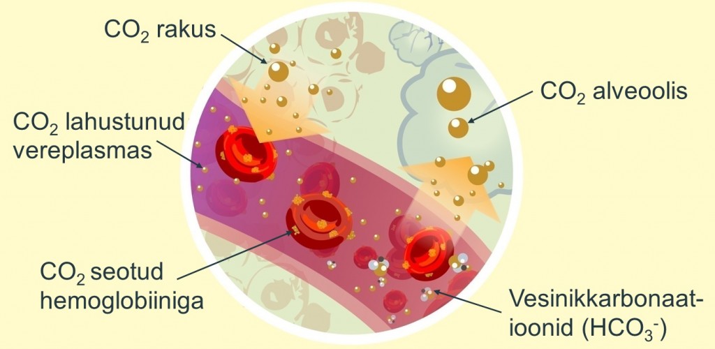 Bioloogia6