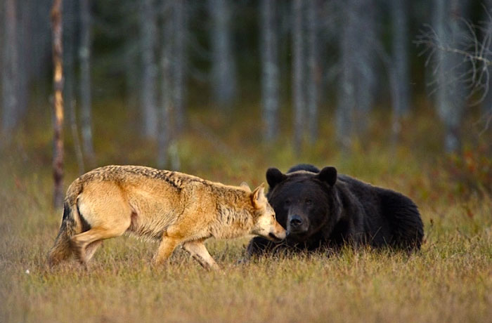 Karu ja hunt1