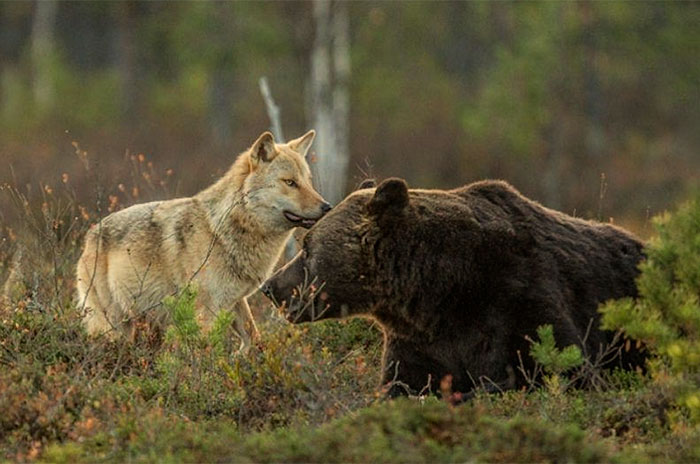 Karu ja hunt5