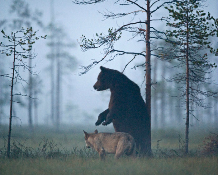 Karu ja hunt91