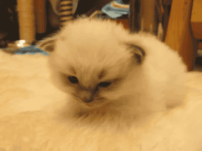 cat giphy 2