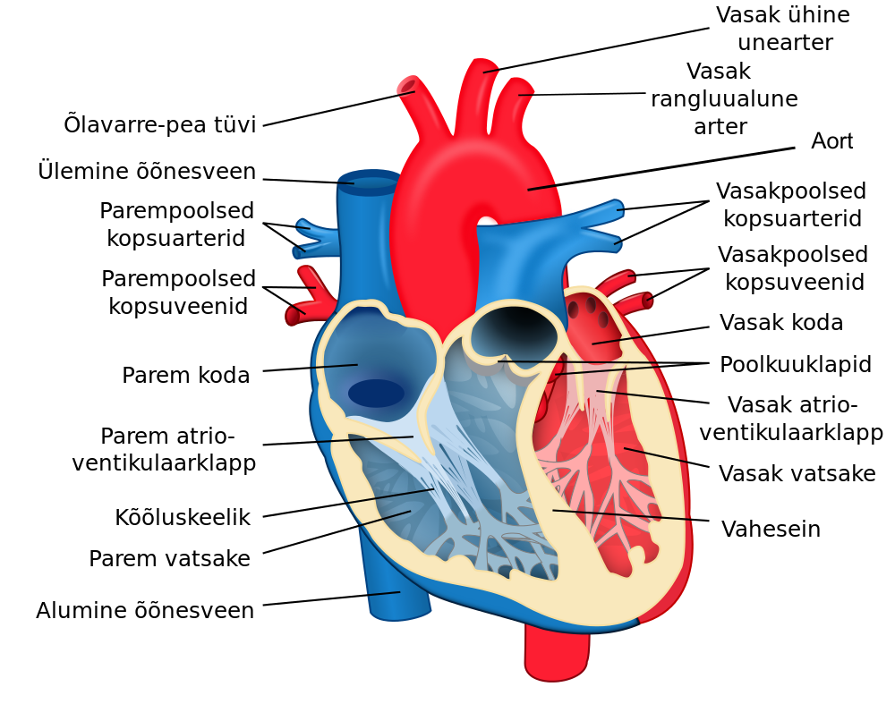 http://commons.wikimedia.org/wiki/File:Heart_diagram-et.svg