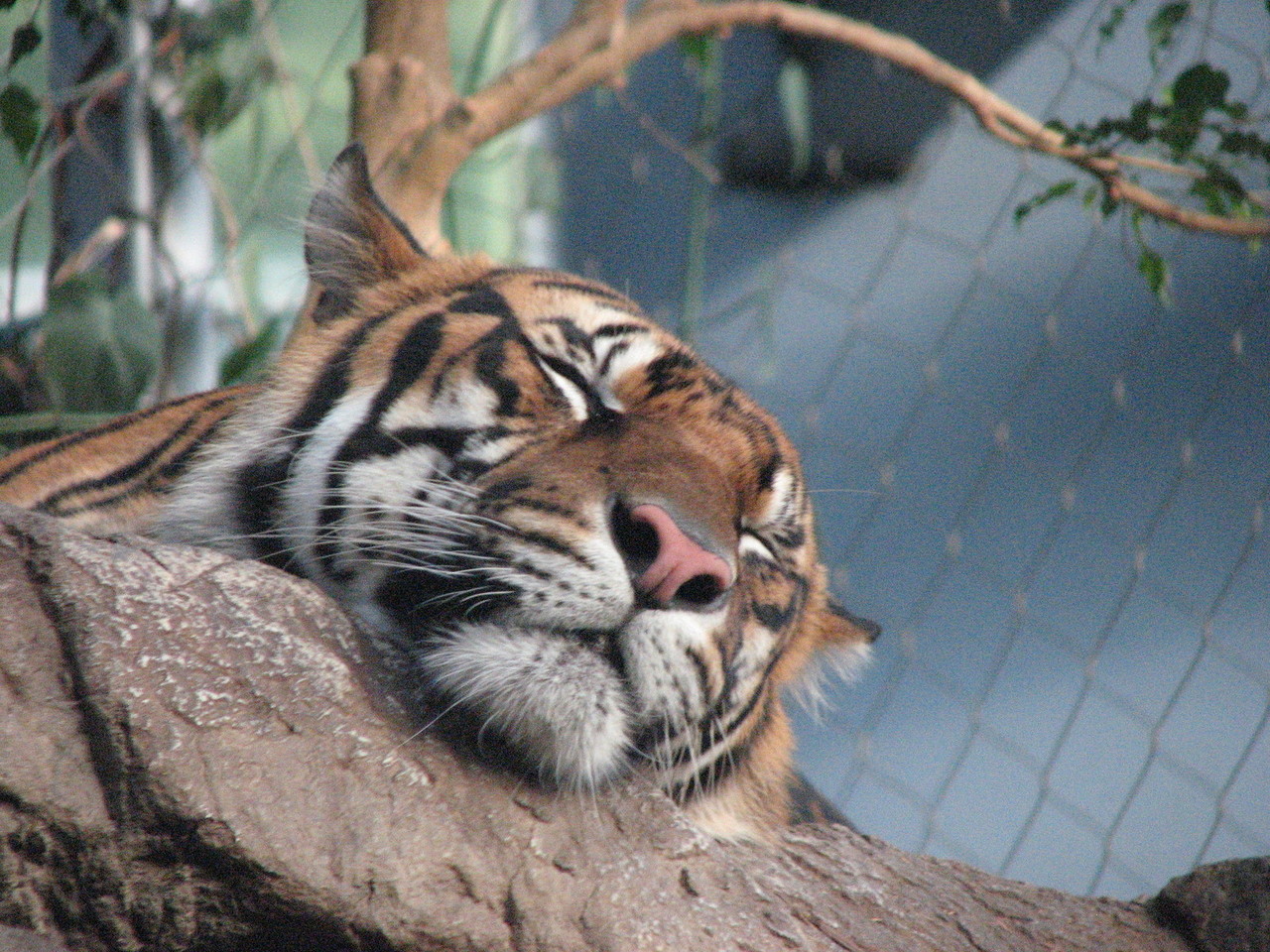 sleeping-tiger-1310088-1280x960