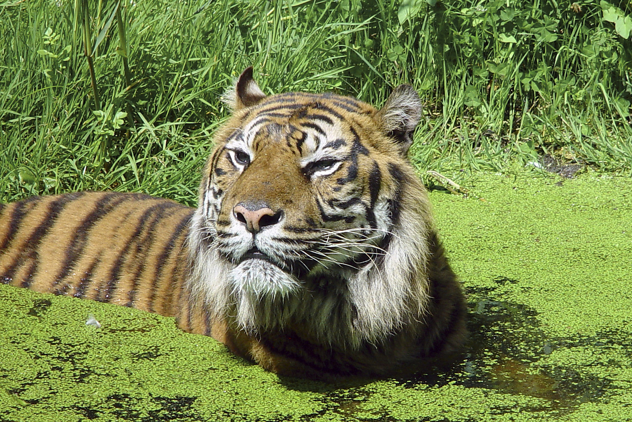 tiger-2-1550366-1280x856