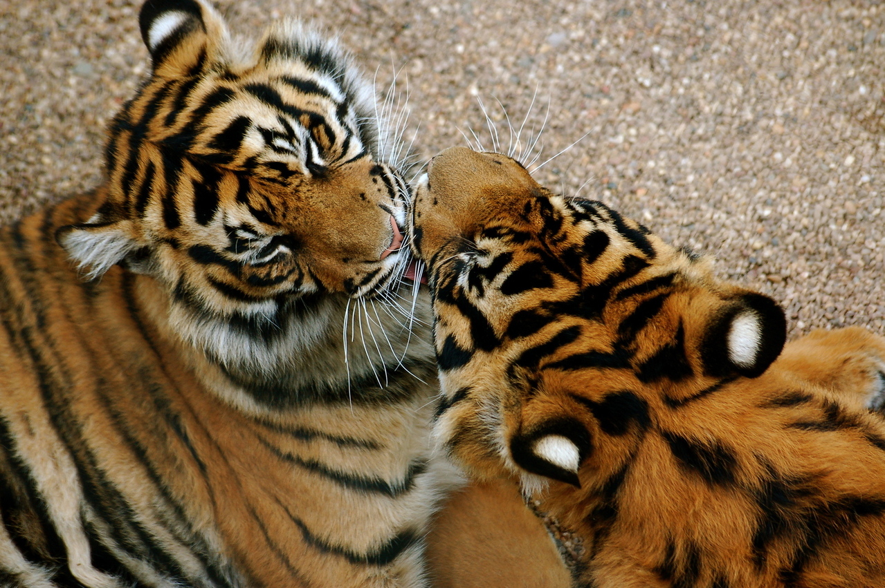 tiger-kiss-1397373-1279x850