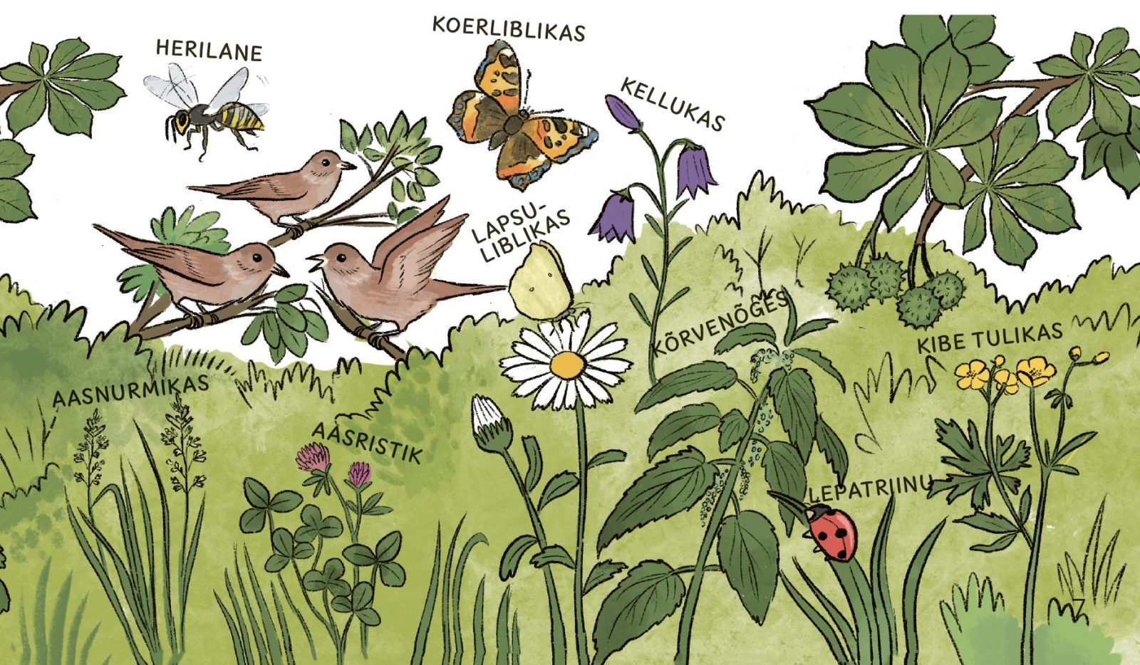 Pildil on taimed ja loomad: herilane, aasnurmikas, aasristik, lapsuliblikas, koerliblikas, kellukas, kõrvenõges, lepatriinu, kibe tulikas. 