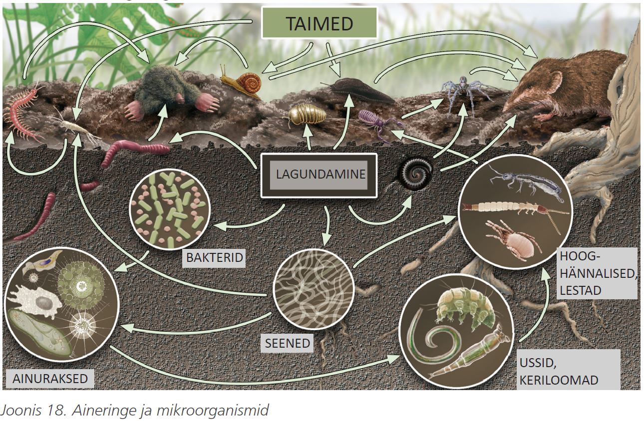 Joonis 18. Aineringe ja mikroorganismid. Mullas on: bakterid, seened, ainuraksed, hooghännalised, lestad, ussid, keriloomad ja seal toimub lagundamine. Maa peal kasvavad taimed, kes on juurtega mullas. Mullas on ka suuremaid loomi, nagu mutt.